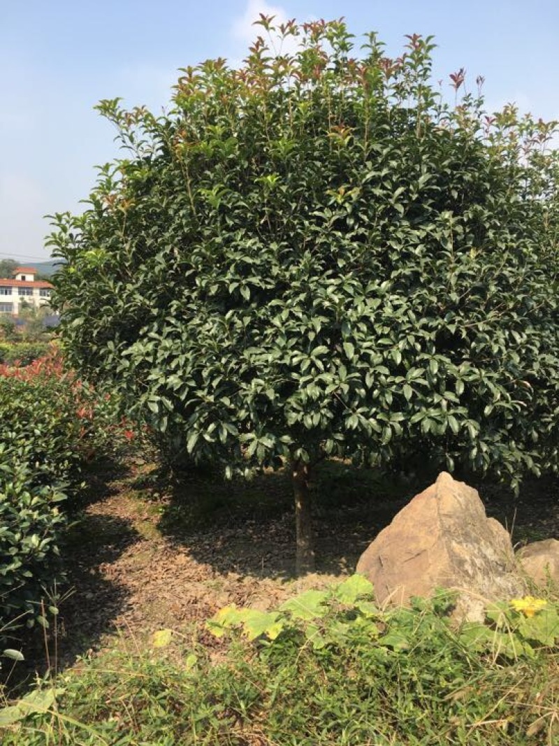 桂花苗120cm以上