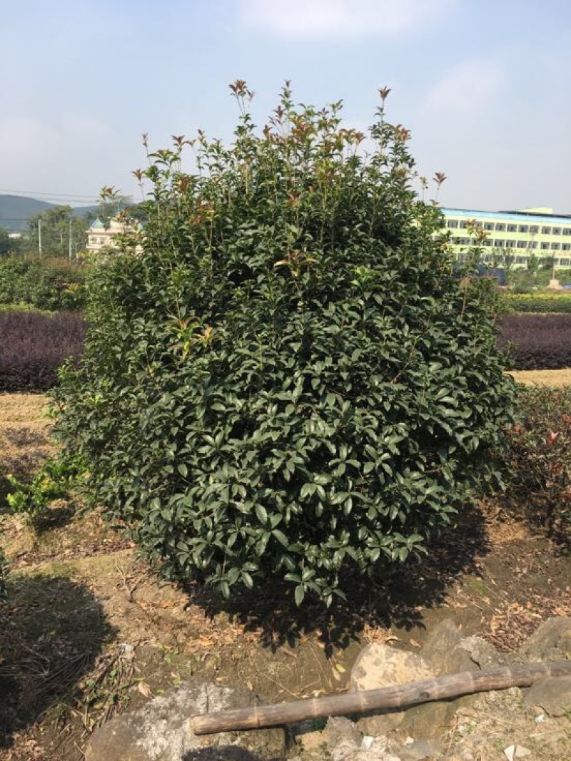 桂花苗120cm以上
