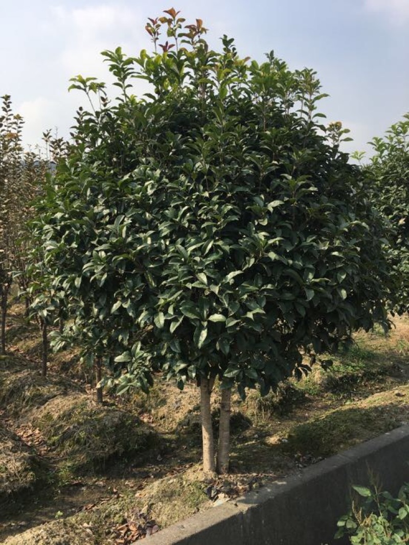 桂花苗120cm以上