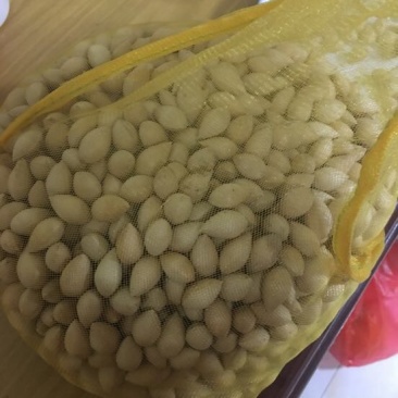 银杏果