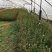 蓝莓苗2年以上50~80cm