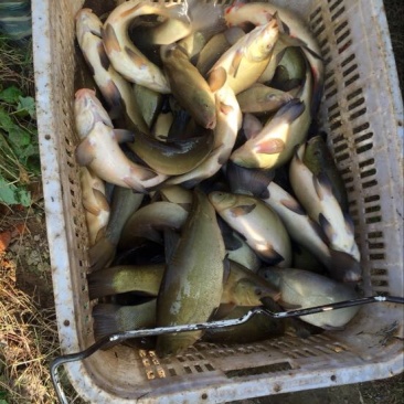 丁桂鱼20cm以上