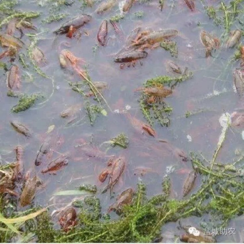 江苏小龙虾虾苗藕塘套养2-4钱（10-20克）种苗