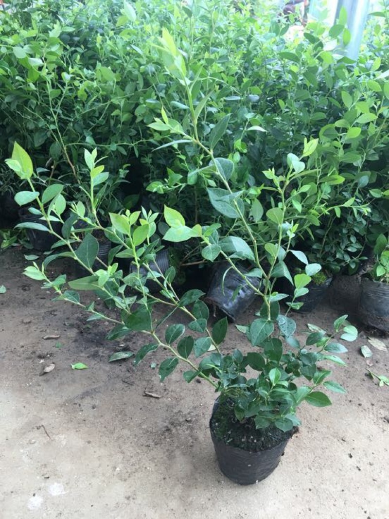蓝莓苗2年以上50~80cm