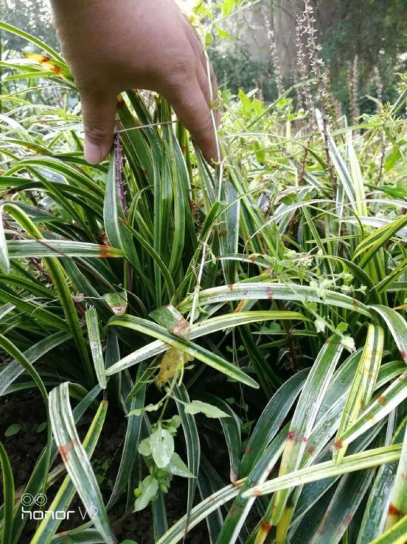 【牛商推荐】金边麦冬，基地直发，质量保证，欢迎来电