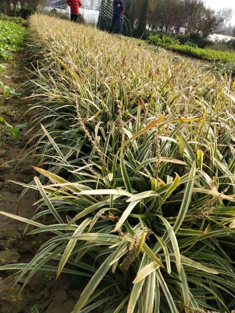 【牛商推荐】金边麦冬，基地直发，质量保证，欢迎来电