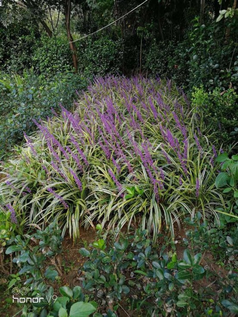 【牛商推荐】金边麦冬，基地直发，质量保证，欢迎来电