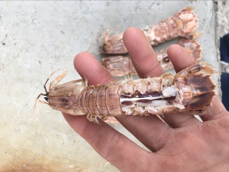 爬虾冻爬虾熟冻皮皮虾，量大从优，可视频看货