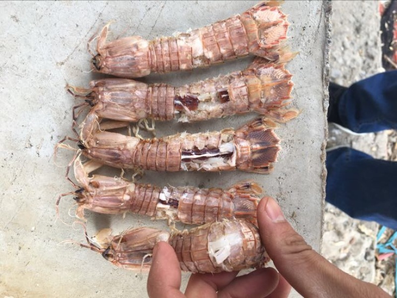 爬虾冻爬虾熟冻皮皮虾，量大从优，可视频看货