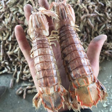 爬虾冻爬虾熟冻皮皮虾，量大从优，可视频看货