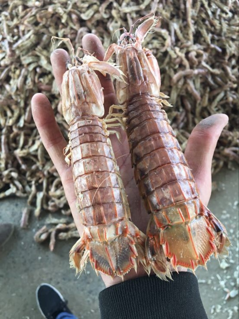 爬虾冻爬虾熟冻皮皮虾，量大从优，可视频看货