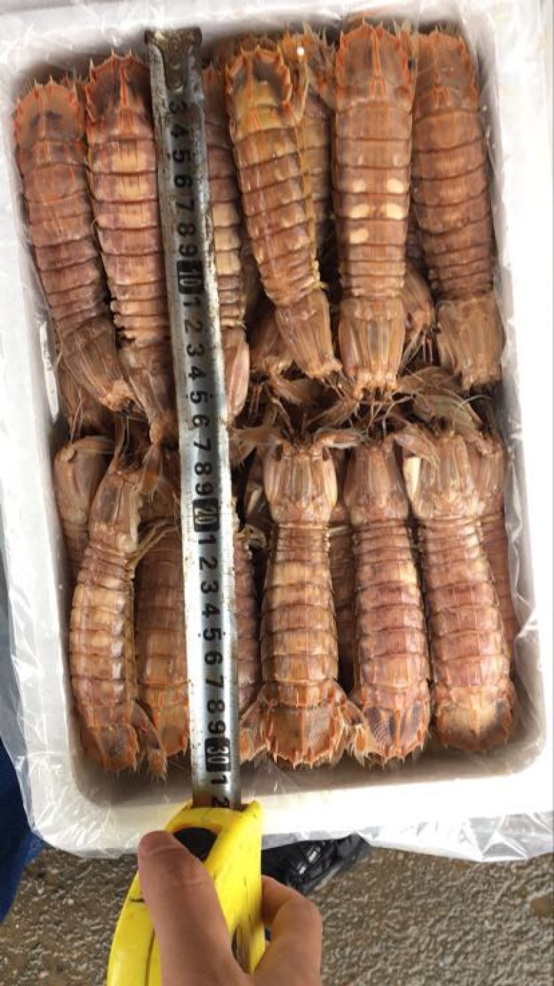 爬虾冻爬虾熟冻皮皮虾，量大从优，可视频看货