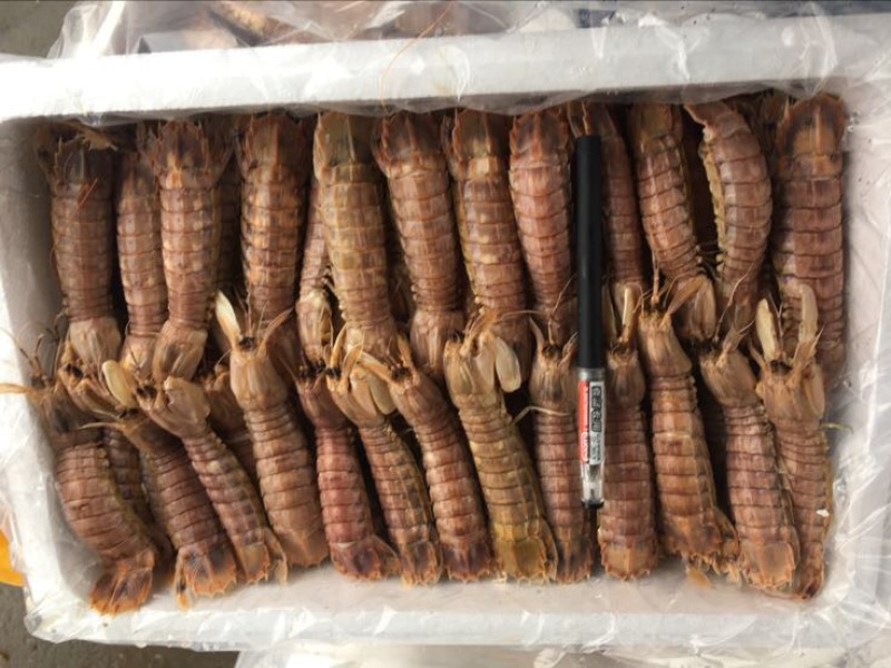 爬虾冻爬虾熟冻皮皮虾，量大从优，可视频看货