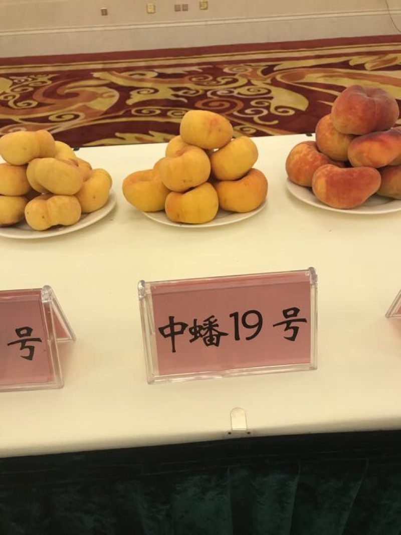 秋彤80cm以上