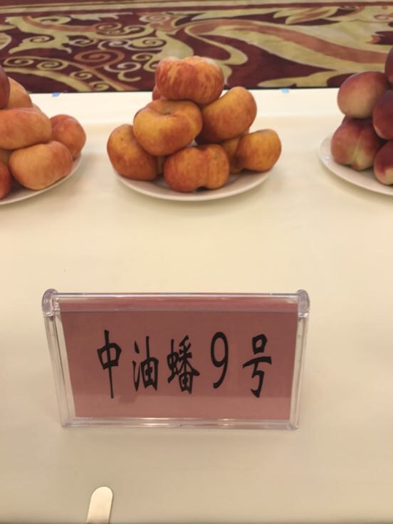 秋彤80cm以上