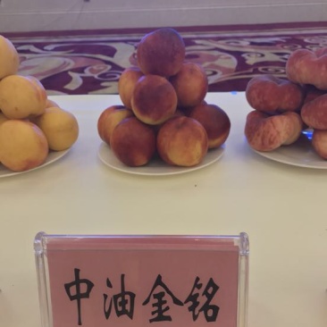 秋彤80cm以上