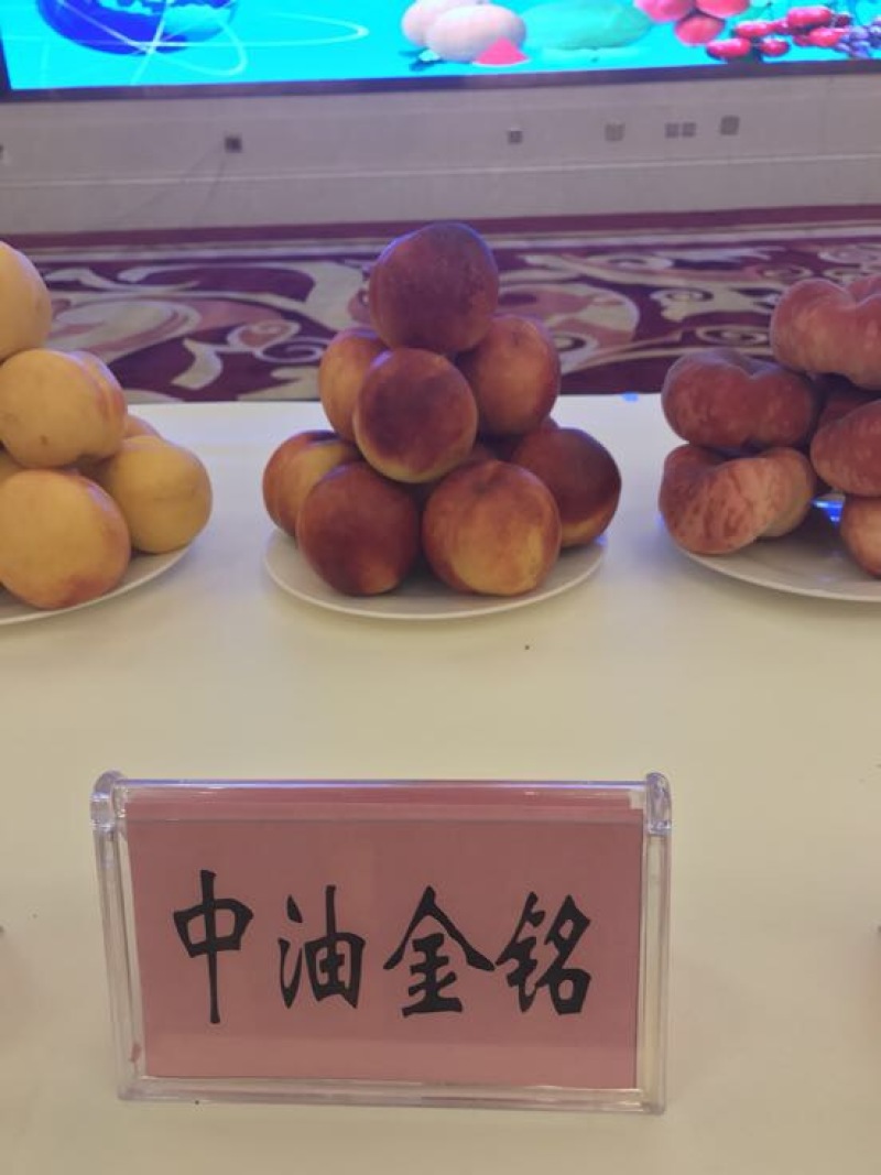 秋彤80cm以上