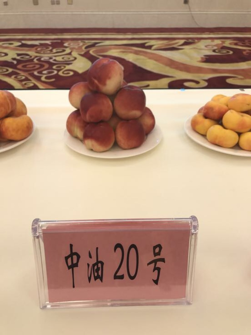 秋彤80cm以上