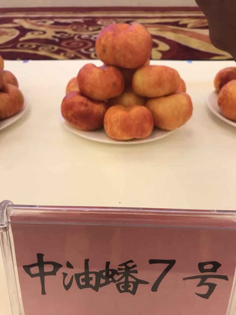 秋彤80cm以上