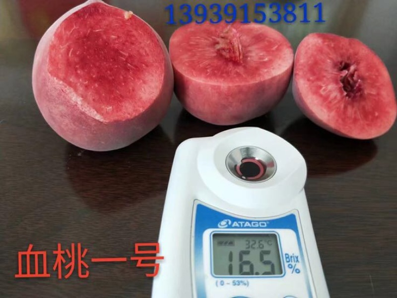 秋彤80cm以上