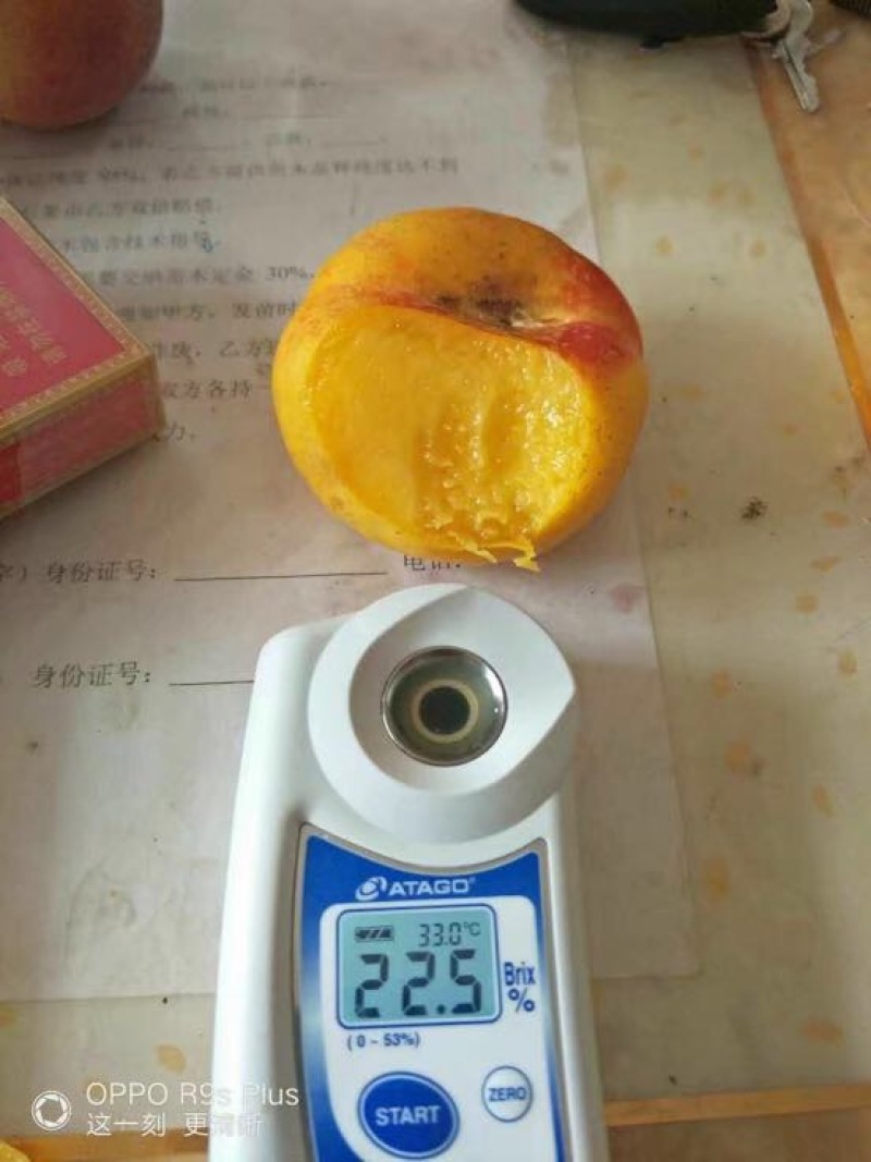 秋彤80cm以上