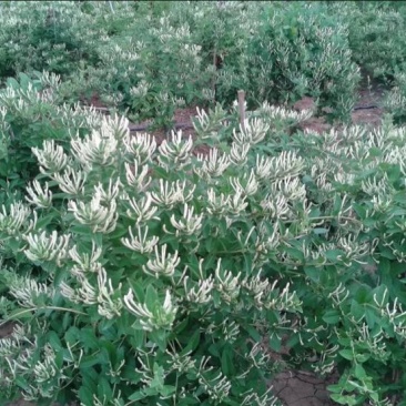 金银花苗30~40cm