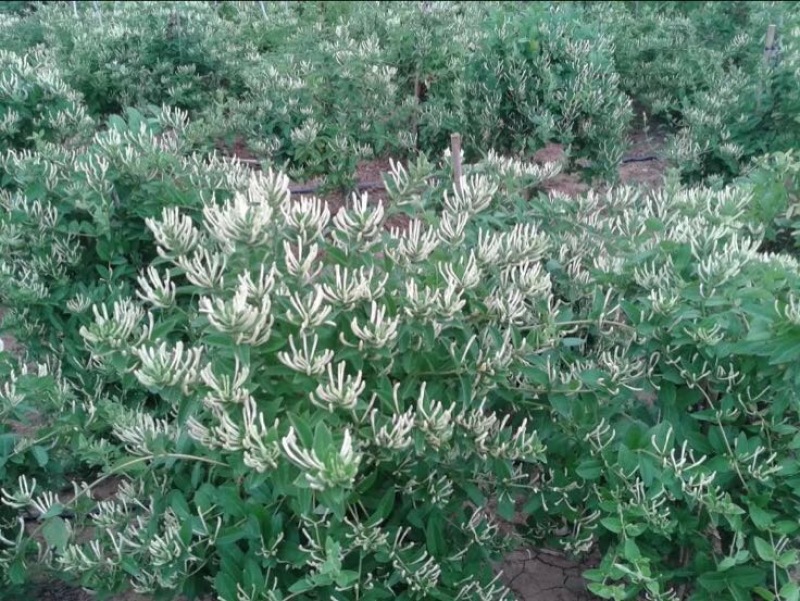 金银花苗30~40cm
