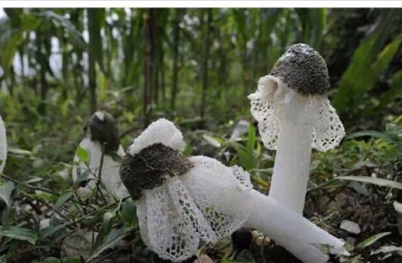 长裙竹荪二级