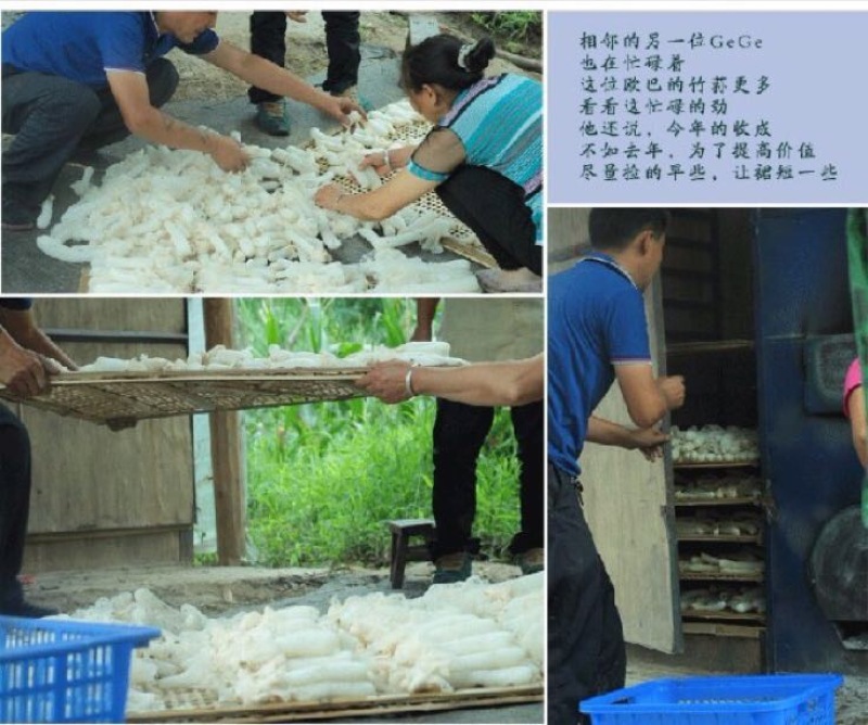 长裙竹荪二级