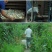 长裙竹荪二级