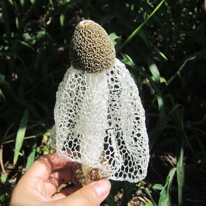 长裙竹荪二级