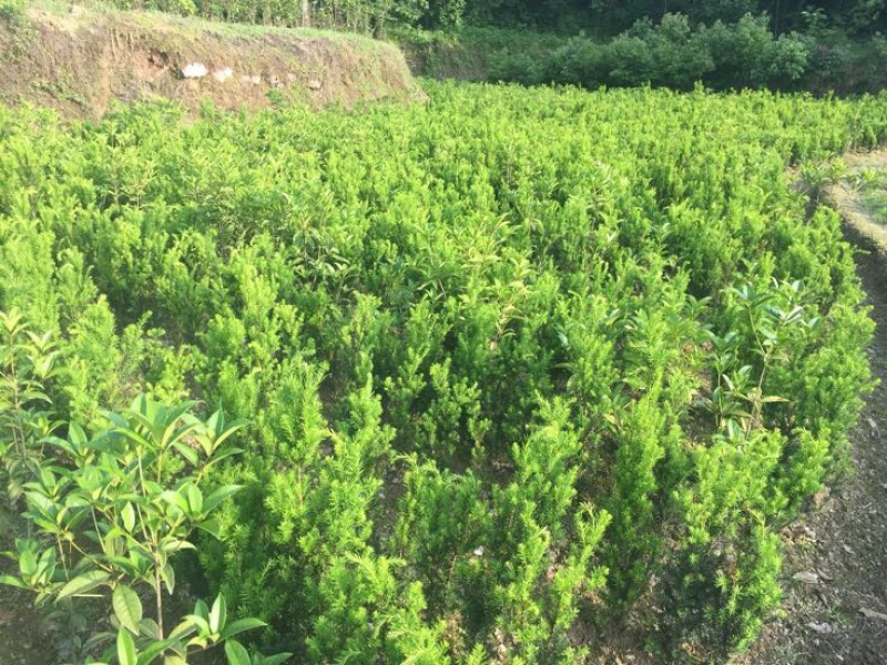 曼地亚红豆杉2cm以下4cm以下0.5~1米