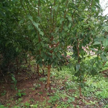 李子树苗100~150cm