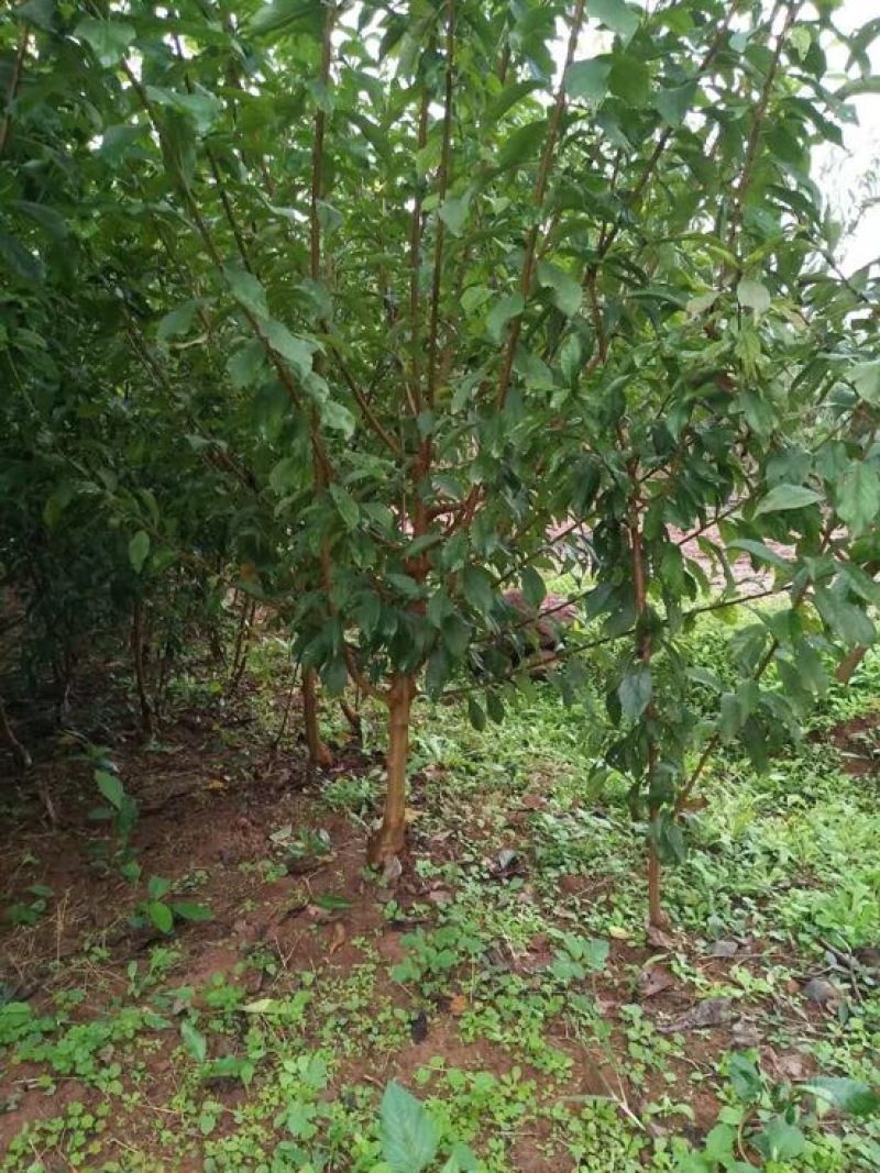 李子树苗100~150cm