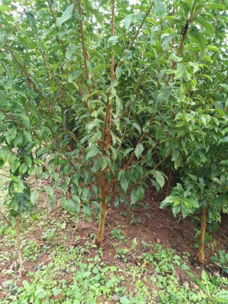 李子树苗100~150cm