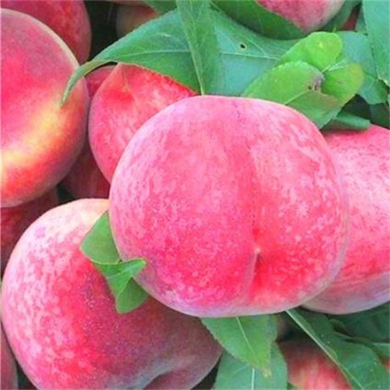 金秋红蜜水蜜桃80mm以上