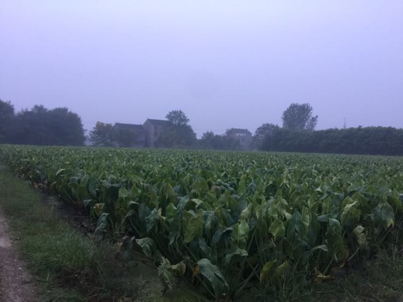 靖江，深水早茨菇上市了