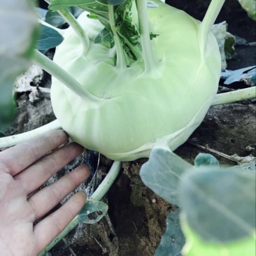 苤蓝一斤以上