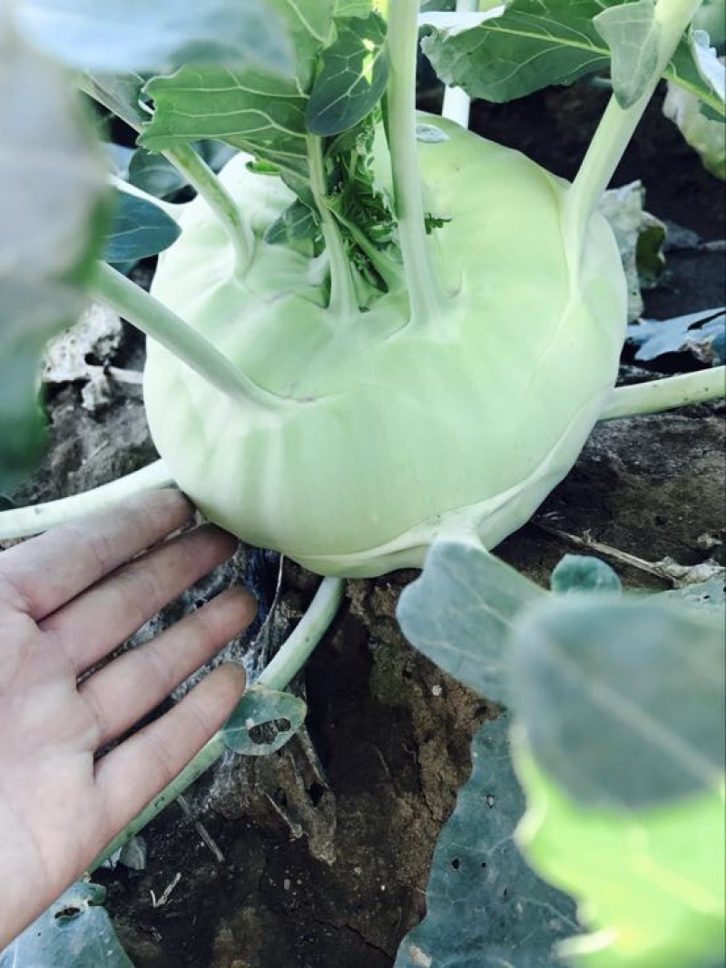 苤蓝一斤以上