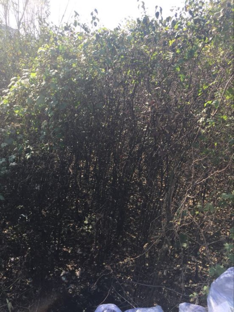 木瓜树261~300cm