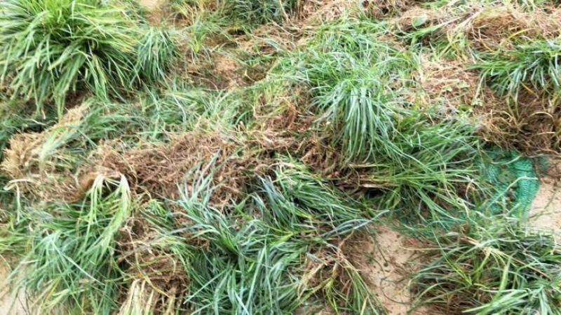 【推荐】小叶麦冬苗大量供应基地直发全国发货欢迎联系
