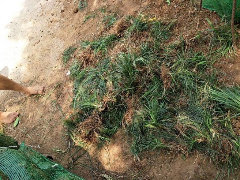 【推荐】小叶麦冬苗大量供应基地直发全国发货欢迎联系