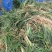 【推荐】小叶麦冬苗大量供应基地直发全国发货欢迎联系