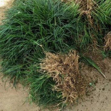 【推荐】小叶麦冬苗大量供应基地直发全国发货欢迎联系