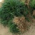 【推荐】小叶麦冬苗大量供应基地直发全国发货欢迎联系