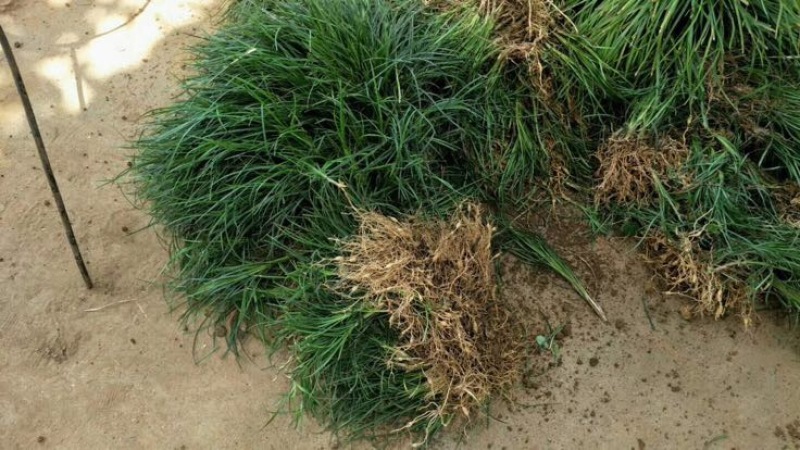 【推荐】小叶麦冬苗大量供应基地直发全国发货欢迎联系
