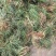 【推荐】小叶麦冬苗大量供应基地直发全国发货欢迎联系