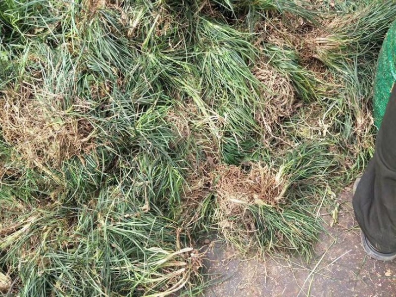 【推荐】小叶麦冬苗大量供应基地直发全国发货欢迎联系