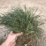 【推荐】小叶麦冬苗大量供应基地直发全国发货欢迎联系