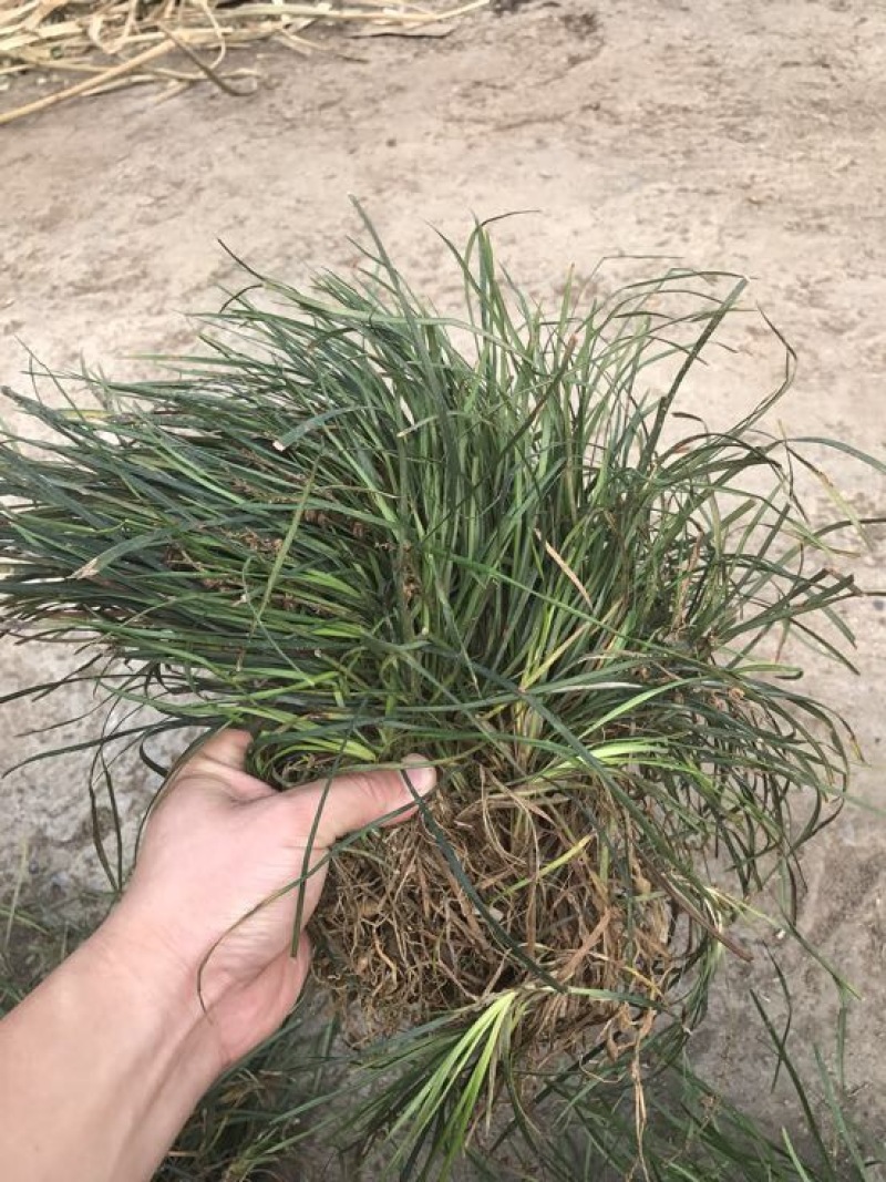 【推荐】小叶麦冬苗大量供应基地直发全国发货欢迎联系